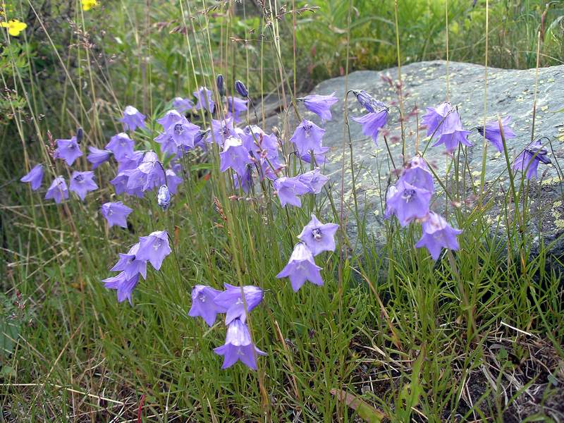 Поездка Анны Емельяновой на Алтай, июль 2009