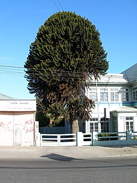 Поездка Сергея Червинко  в Чили, Аргентину зимой 2007