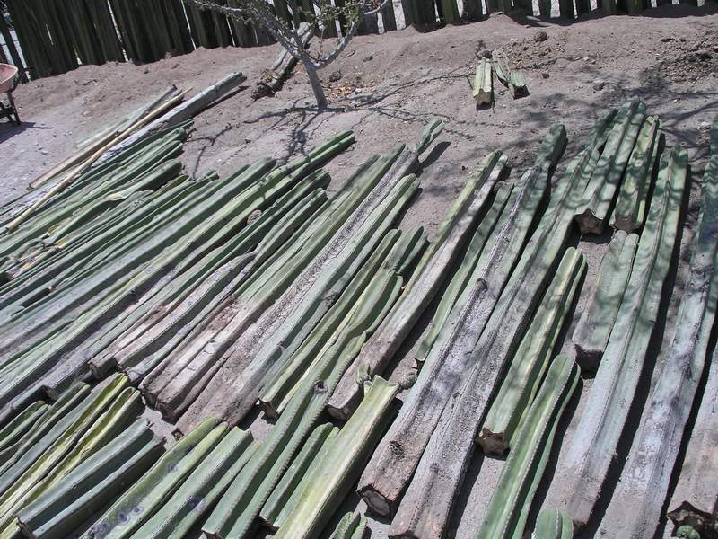 Поездка Оксаны Руденко в Мексику, июнь 2010
