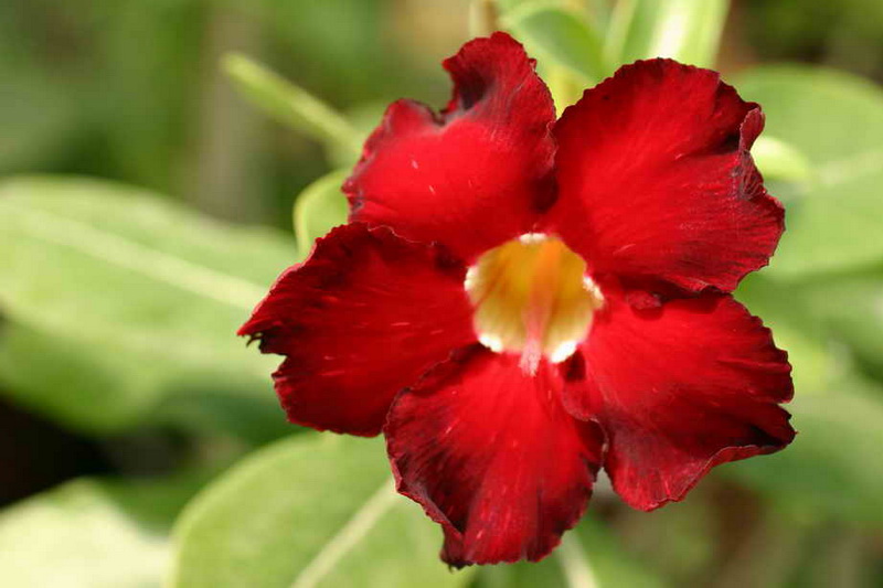 Adenium cvArrogant