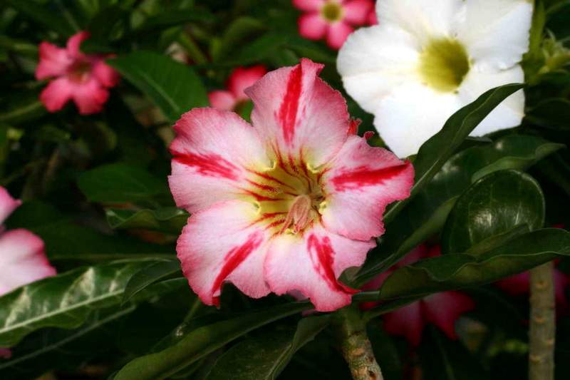 Adenium cv Dance Of Batterfly 2