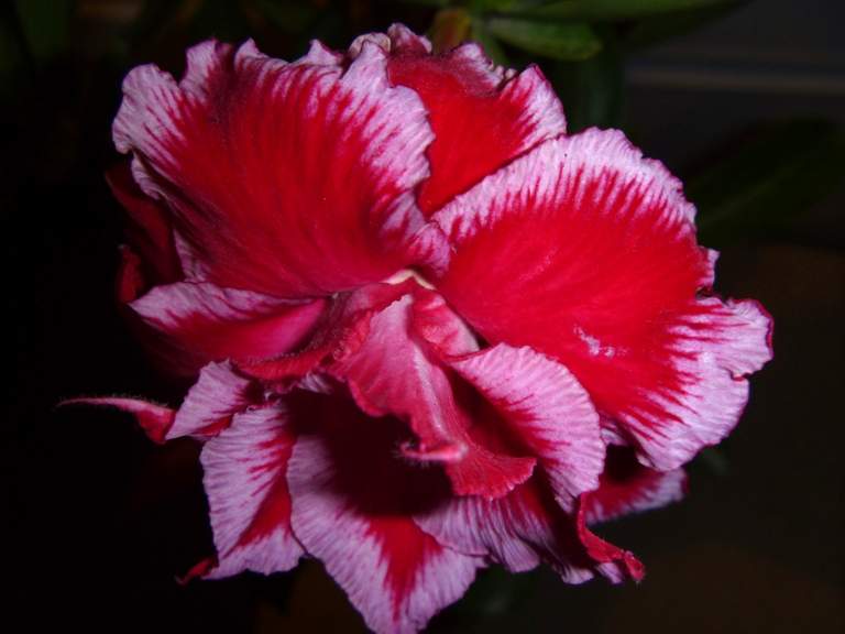 Adenium obesum  - triple flower cv   Angel  