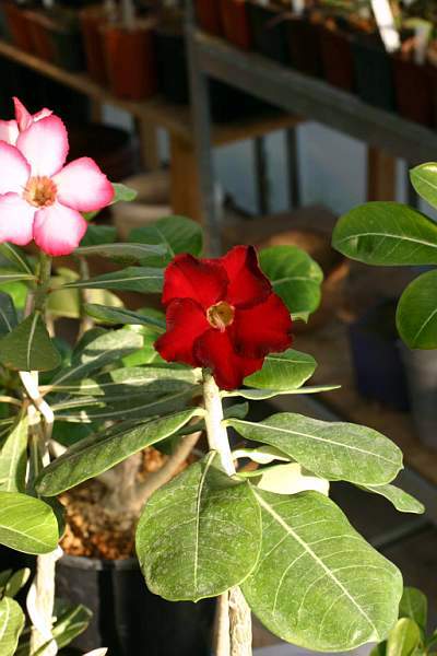 Adenium cv. 'Arrogant'