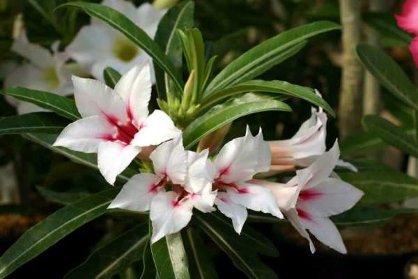 Adenium  cv. 'Garden Of Falling Star' (Clone)