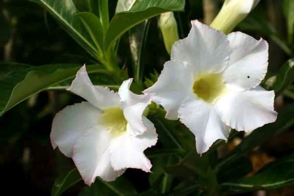 Adenium cv. 'Super Perfume'  (Clone)