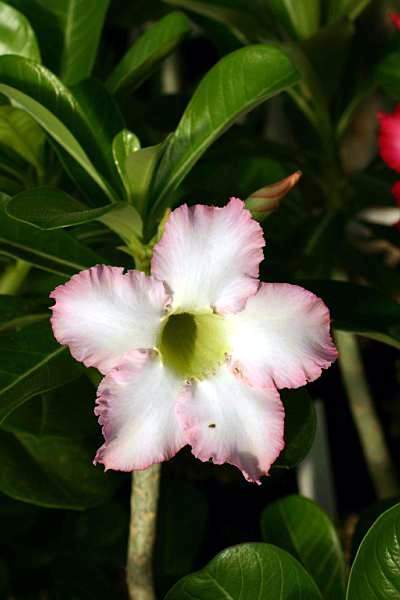 Adenium cv. 'Super Perfume'  (Clone)