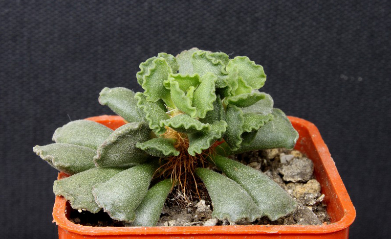 Adromischus cristatus