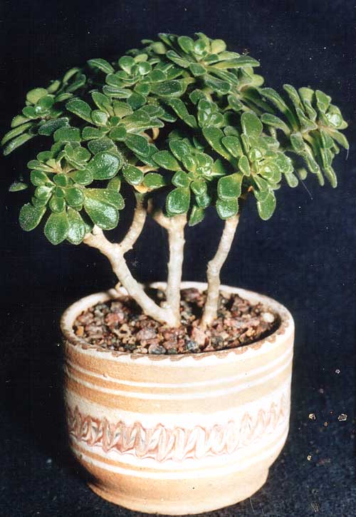 Aeonium lindleyi