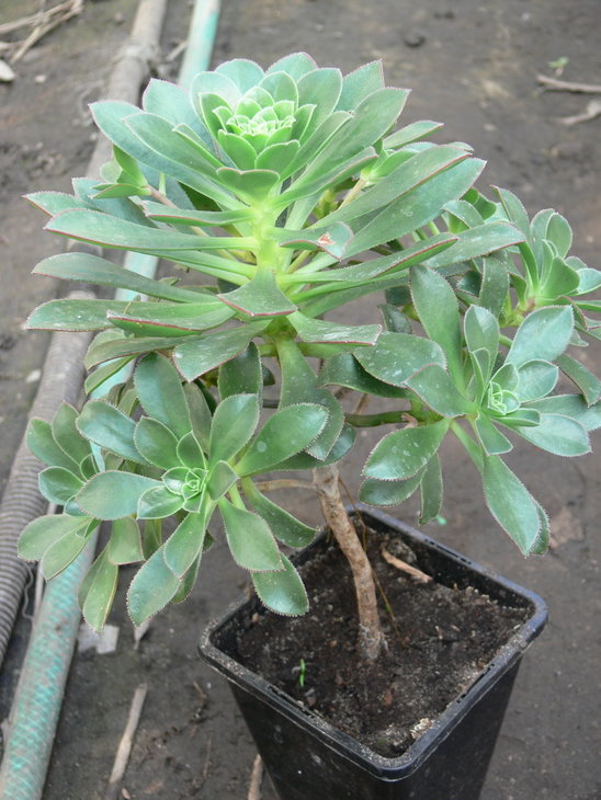 Aeonium decorum