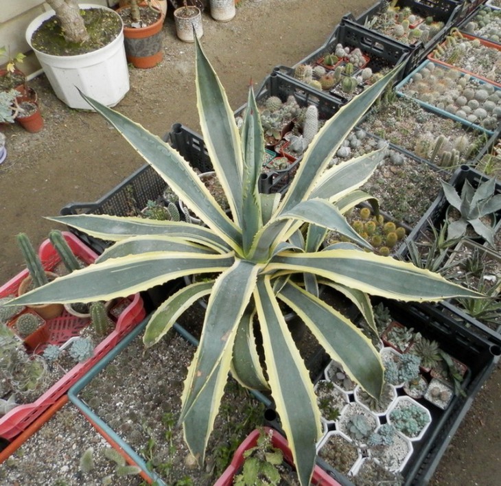 Agave americana f  variegata