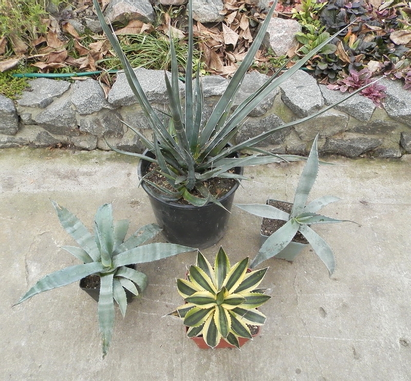 Agave