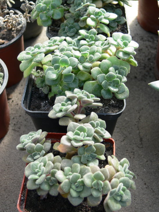 Aichryson  Aeonium  tortuosum