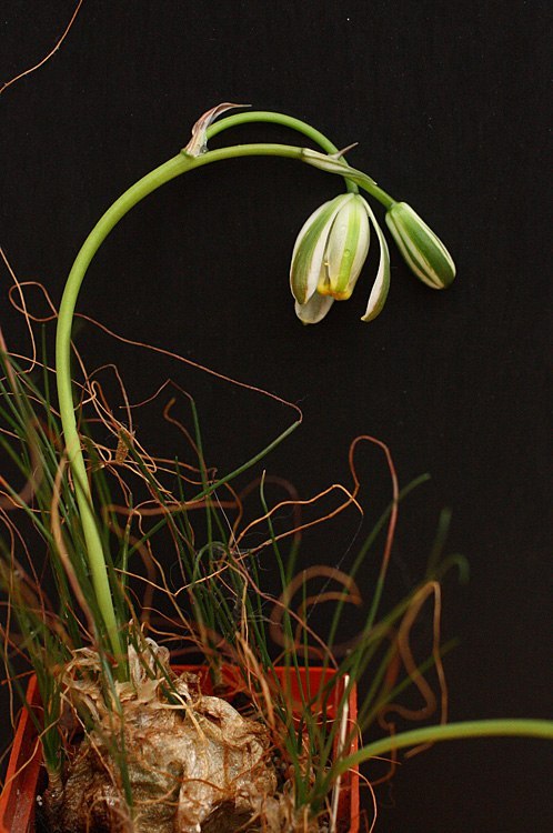 Albuca polyphylla