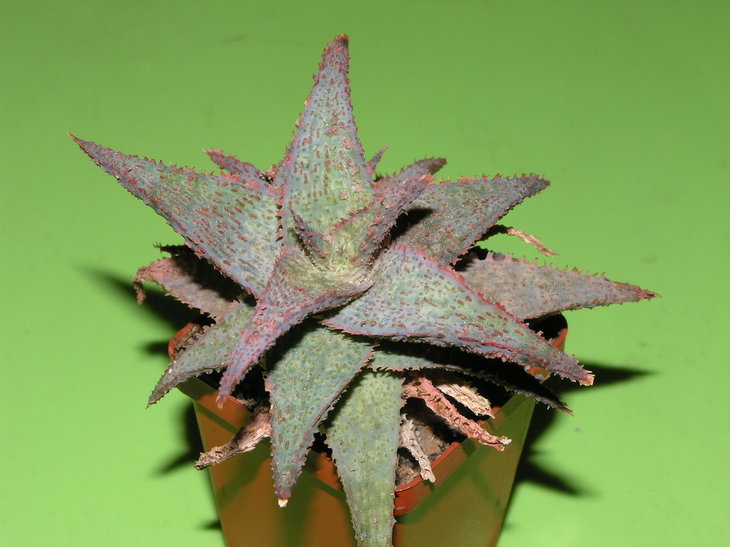 Aloe cv   Raspberry Ruffles
