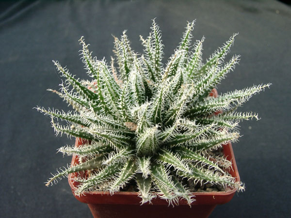 Aloe hawortioides