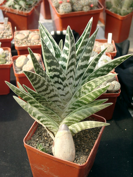 Aloe variegata