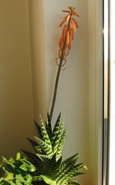 Aloe variegata 001
