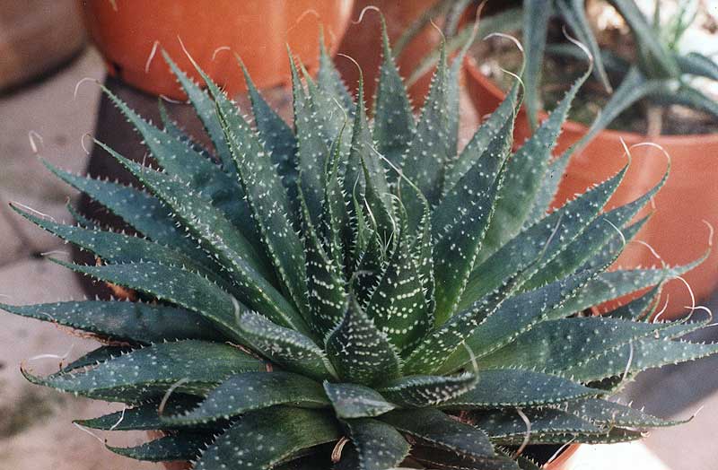 Aloe aristata