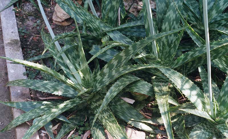 Aloe grandidentata