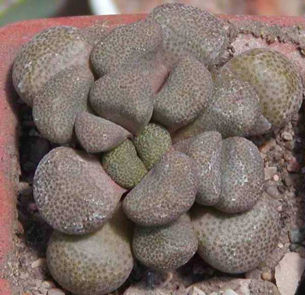 Aloinopsis-shoonesii.jpg