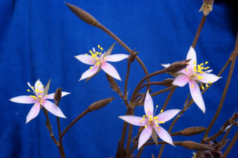 Anacampseros arachnoides