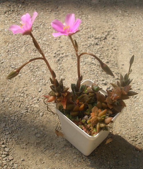 Anacampseros rufescens