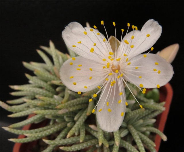 Avonia alstonii 001