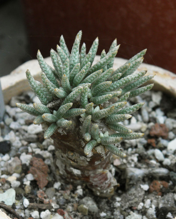 Avonia alstonii 002