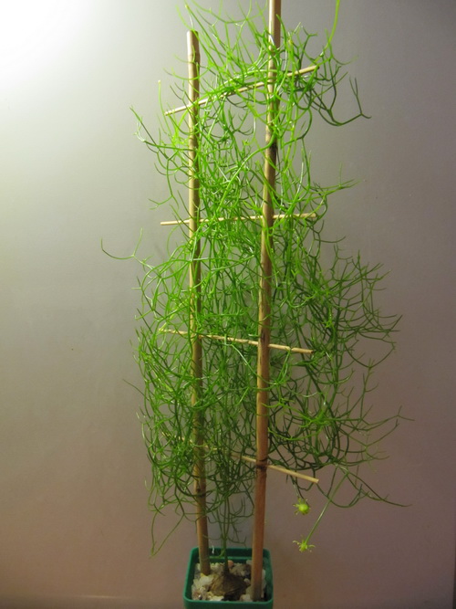 Bowiea volubilis