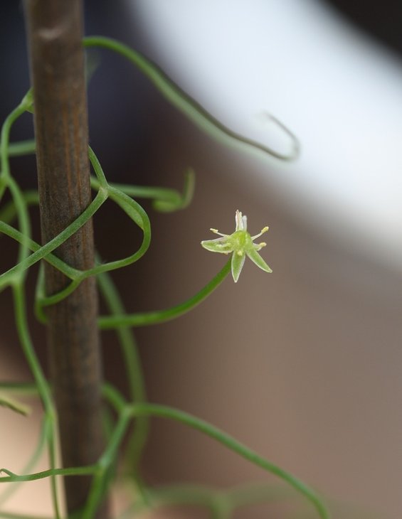Bowiea volubilis 001