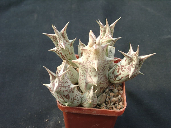 Caralluma dummeri