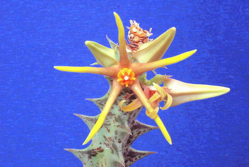 Caralluma wissmannii