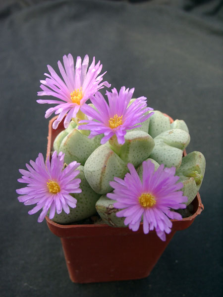 Conophutum ernianum