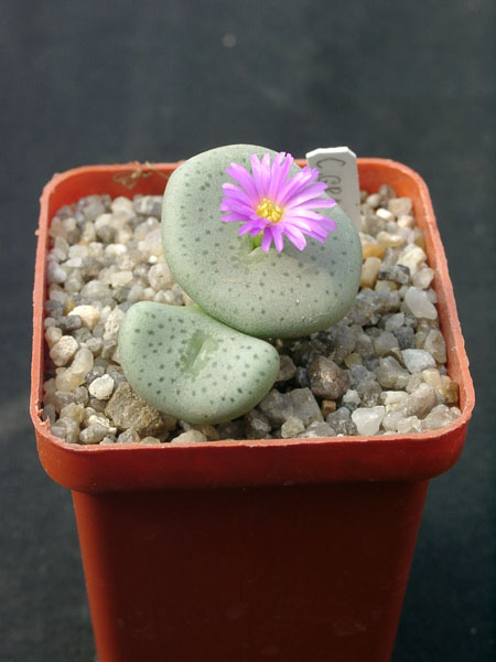 Conophutum gratum
