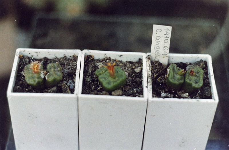 Conophytum angelicae ssp. tetragonum