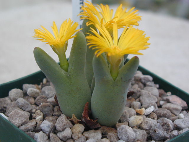 Conophytum bilobum pl