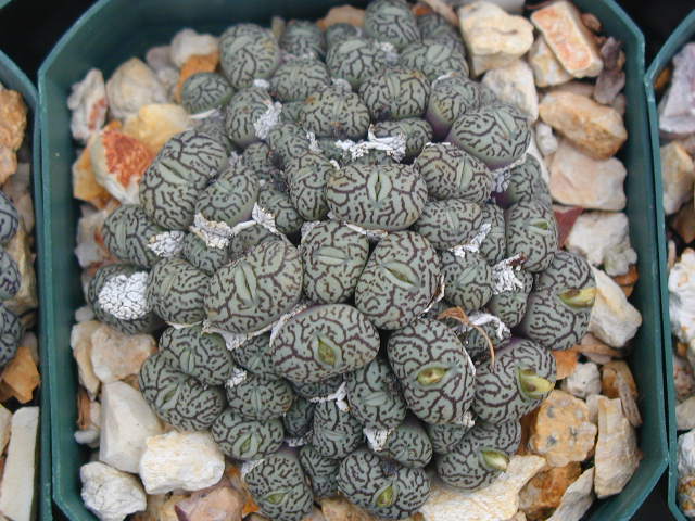 Conophytum minimum 2