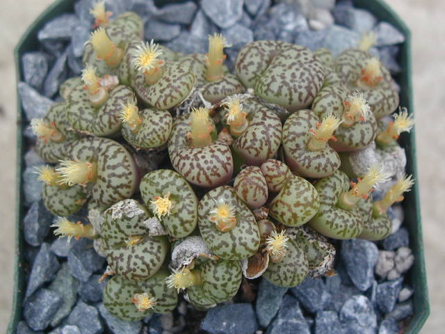 Conophytum obcordellum picturatum