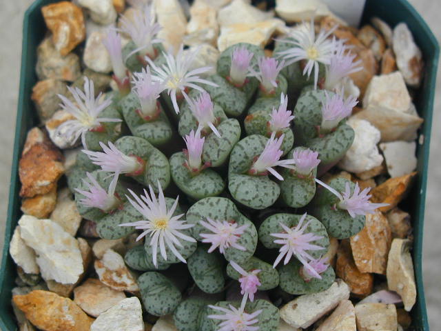 Conophytum obcordellum v  ceresianum