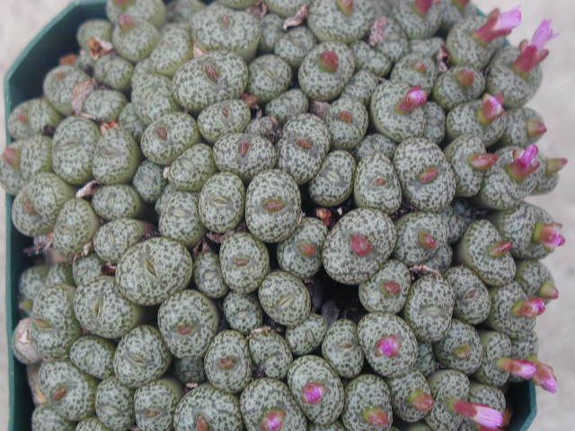 Conophytum obcordellum v  ceresianum stayneri