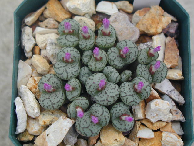 Conophytum obcoredellum v  ceresianum 1