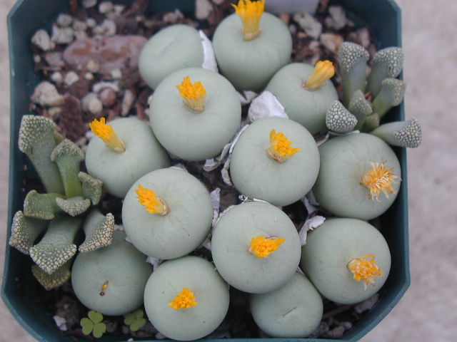 Conophytum pageae