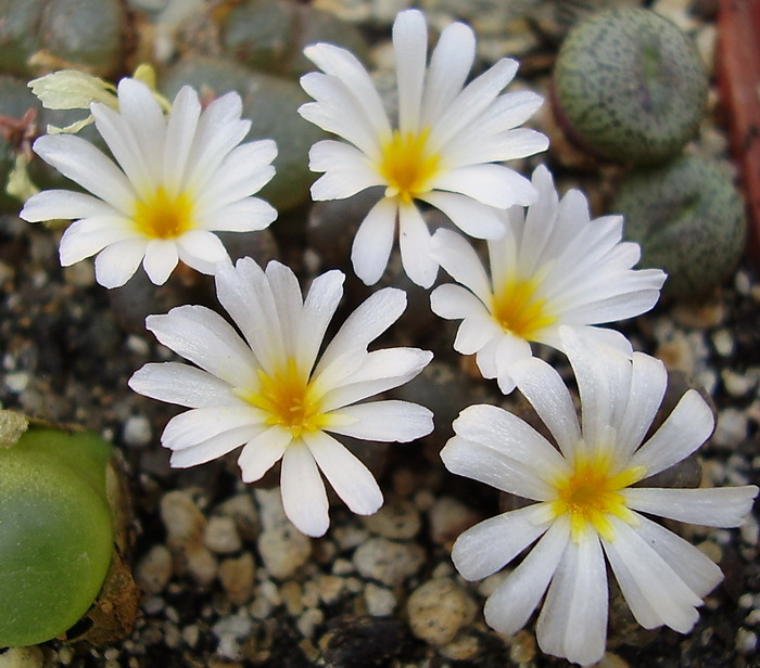 Conophytum pellucidum