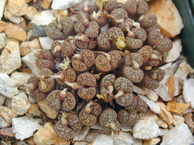 Conophytum pellucidum V neohallii