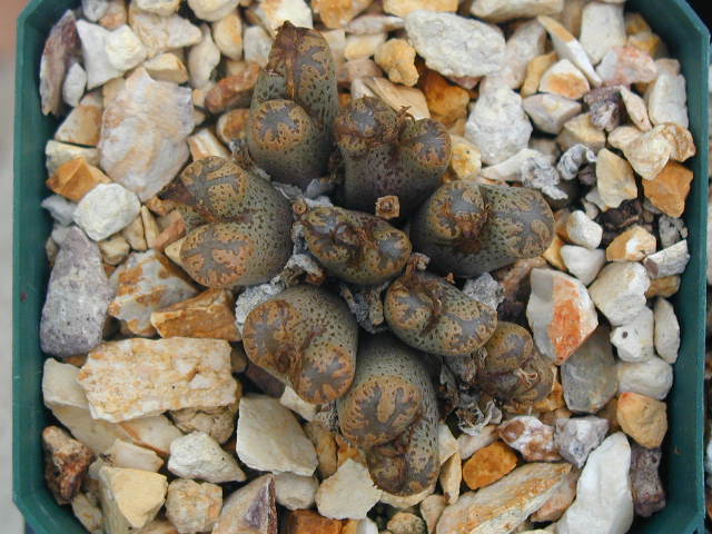 Conophytum pellucidum v  terricolor