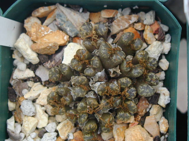 Conophytum pellucidum v  terricolor 1