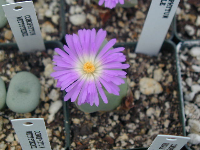 Conophytum regale