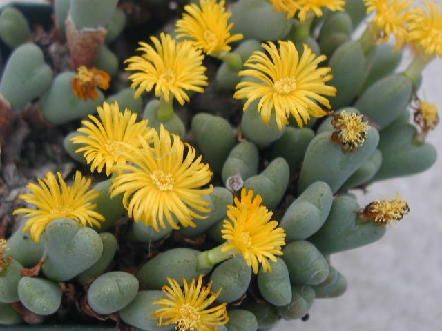 Conothytum meyeri