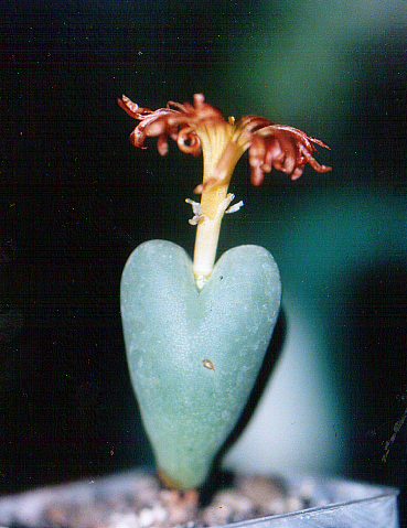 Conophytum frutescens