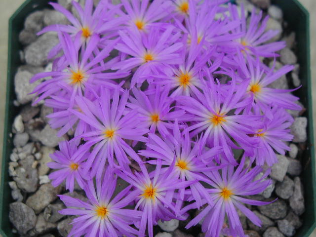 conophytum minutum v  pearsonii